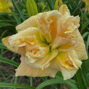 Double PeachyBouquet Daylily